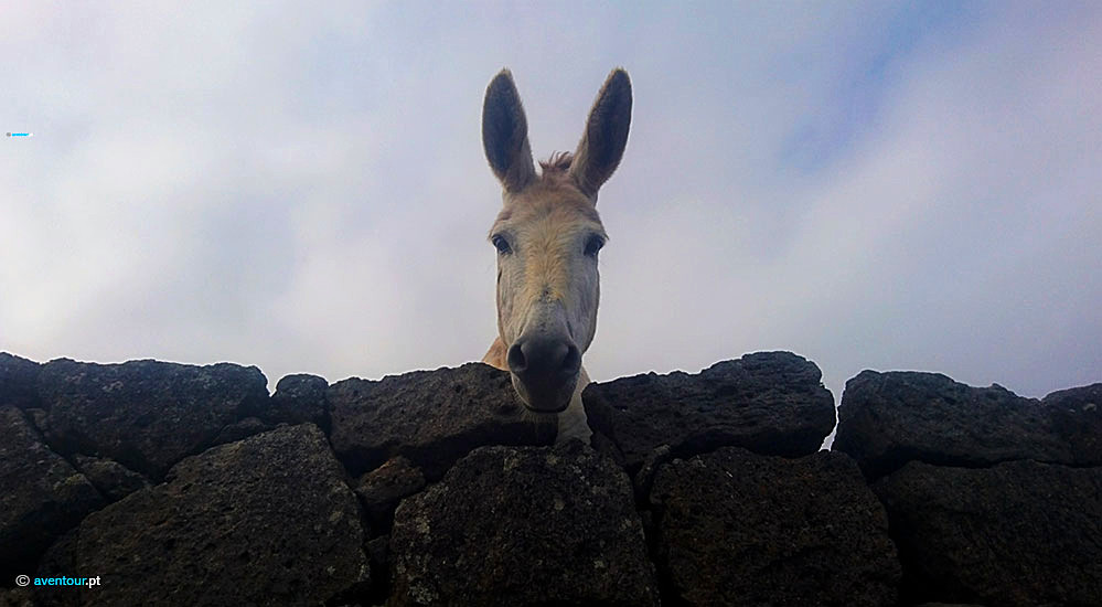 Endemic Donkey in Graciosa Island in Azores