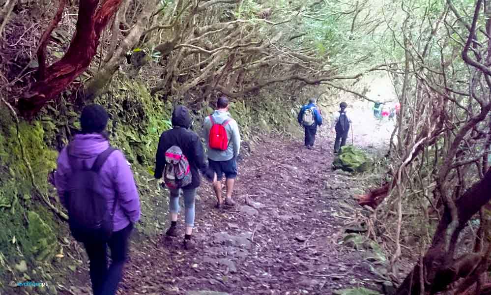 Hiking Trail Polgadas in Sao Jorge Island in Azores